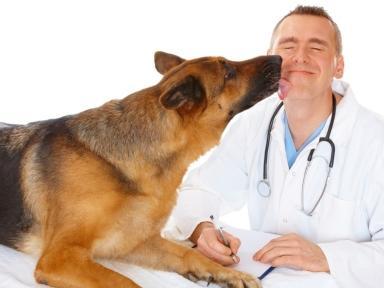 servizio veterinario