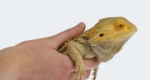 Veterinario Litorale Romano veterinario animali esotici 300x161 - Veterinario Litorale Romano