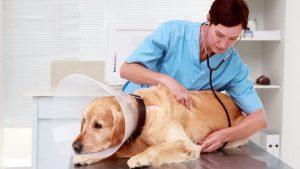Veterinario Roma Ovest veterinario controllo medico 300x169 - Veterinario Roma Ovest