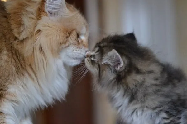gatto-norvegese