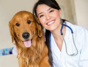 veterinario quale scegliere