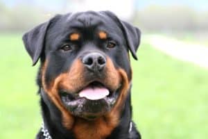 Rottweiler da allevamento