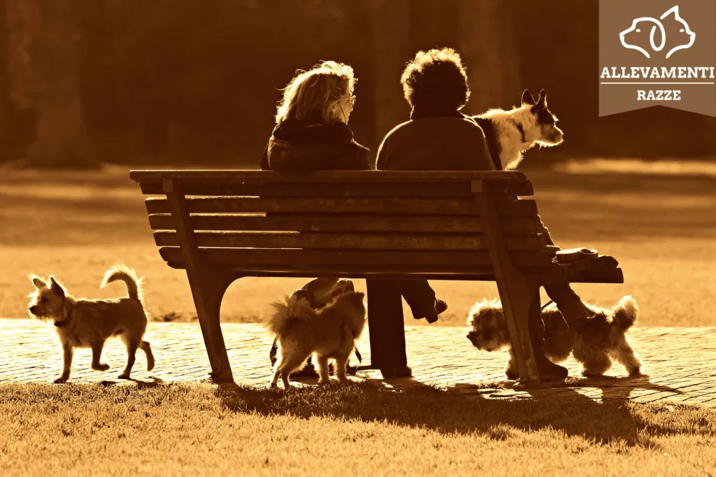 Silhouette di due persone sedute su una panchina con dei cani, al tramonto