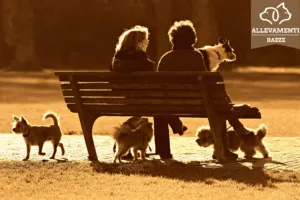 Silhouette di due persone sedute su una panchina con dei cani, al tramonto