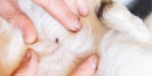 zecca su un cane