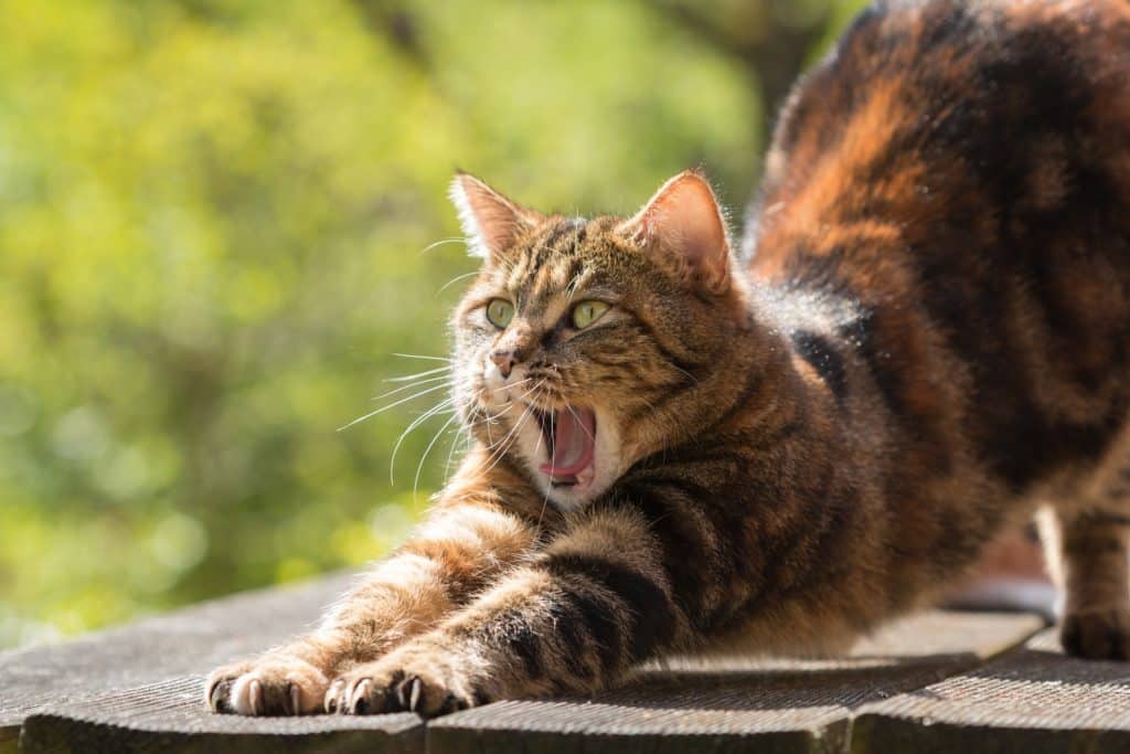 gatto che sbadiglia