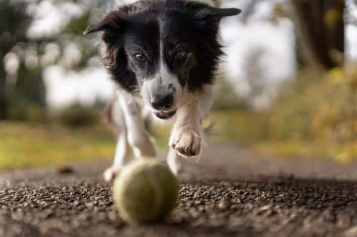 cane bianco e nero che gioca con una palla da tennis