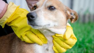 Mani con guanti gialli che tengono il muso di un cane durante una manipolazione