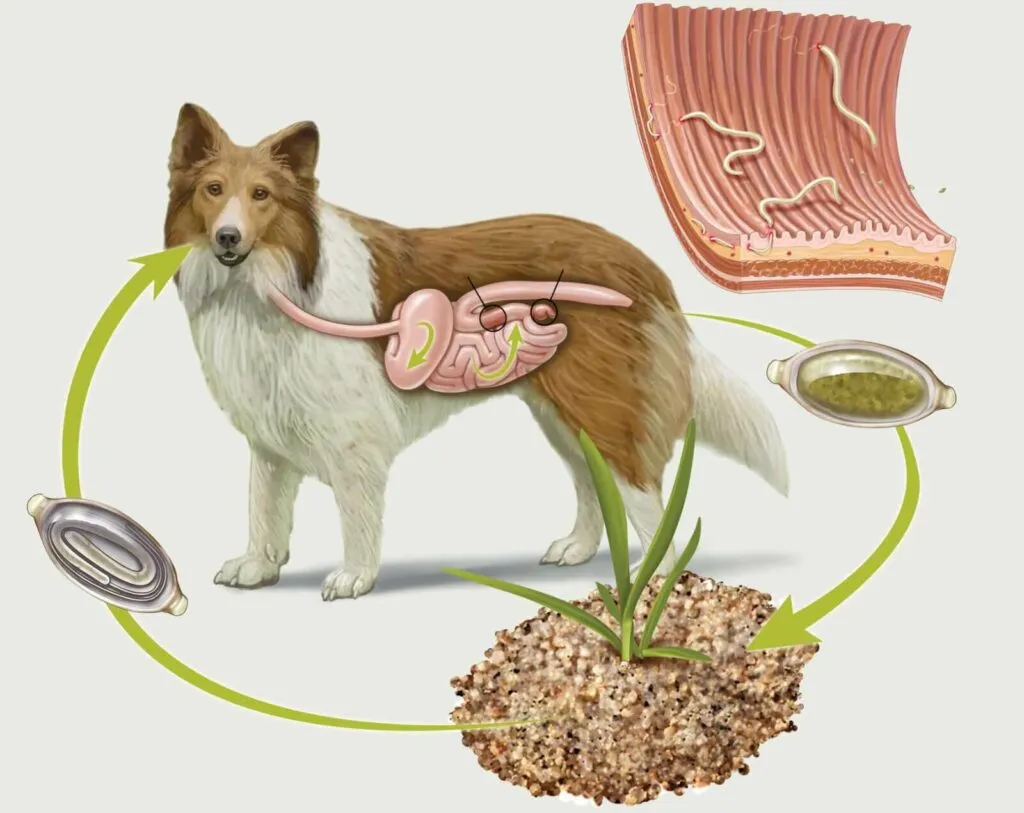 Schema del ciclo di vita dei vermi intestinali del cane, dall'ingestione all'apparato digerente