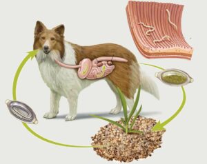 Schema del ciclo di vita dei vermi intestinali del cane, dall'ingestione all'apparato digerente