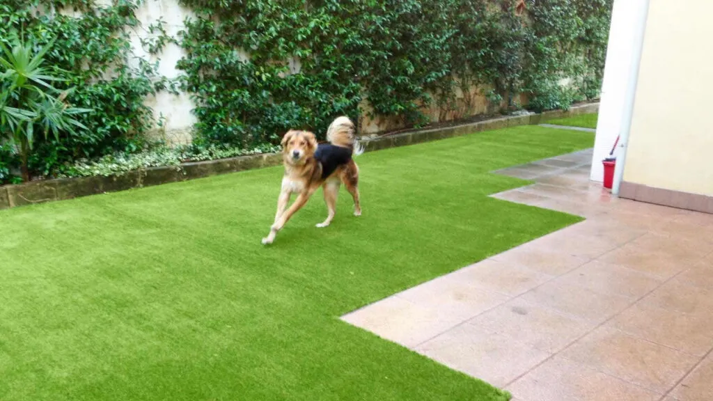 Cane che corre su un prato in erba sintetica in giardino