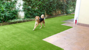 Cane che corre su un prato in erba sintetica in giardino