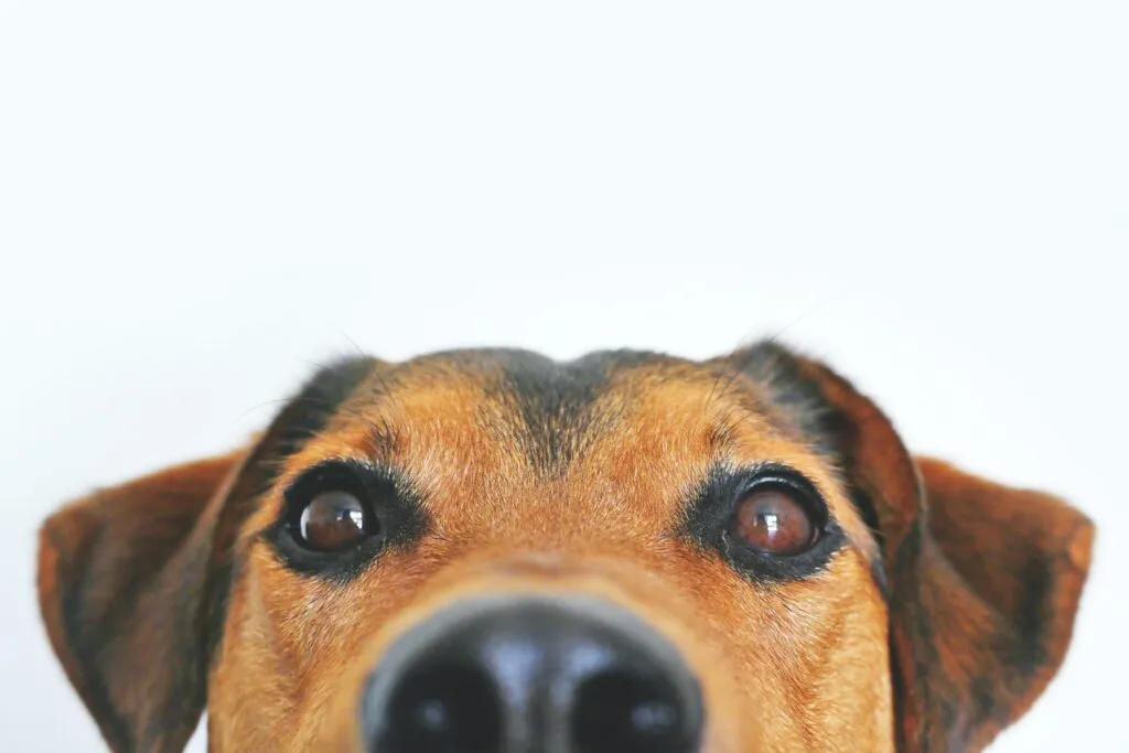 Primo piano del muso di un cane che sbuca dal basso, con gli occhi in evidenza