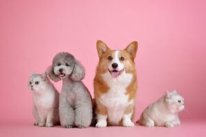 Gruppo di animali domestici su fondo rosa: due barboncini, un corgi e un gatto bianco