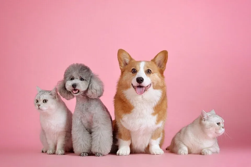Gruppo di animali domestici su fondo rosa: due barboncini, un corgi e un gatto bianco