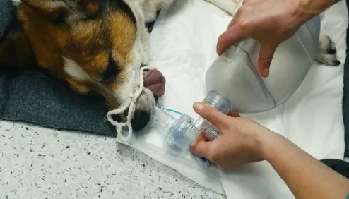 anestesia per animali