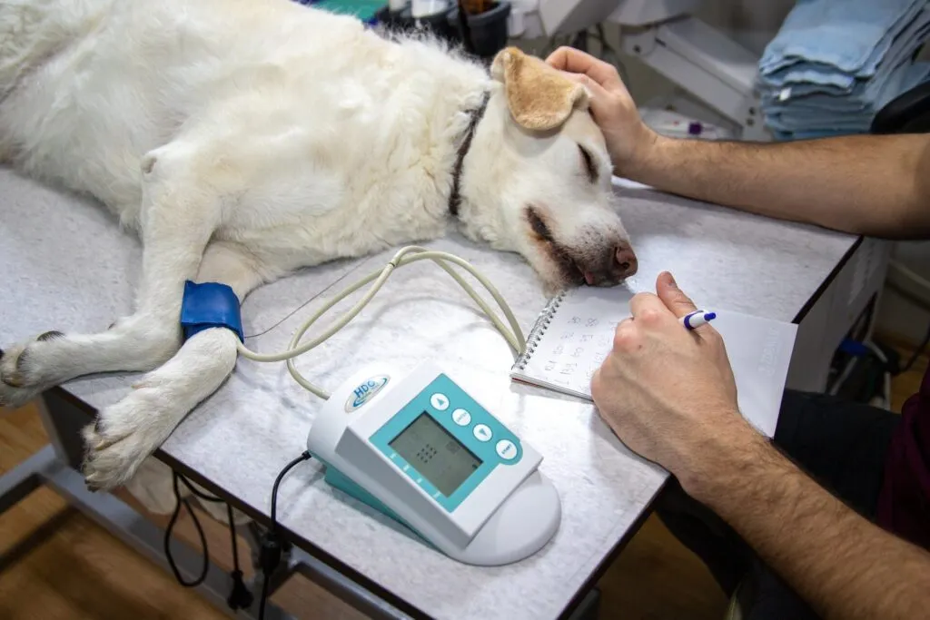 come fare un ecocardiogramma cane