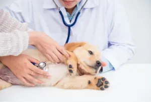 elettrocardiogramma cane come si fa