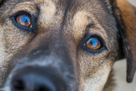strutture di oftalmologia veterinaria roma