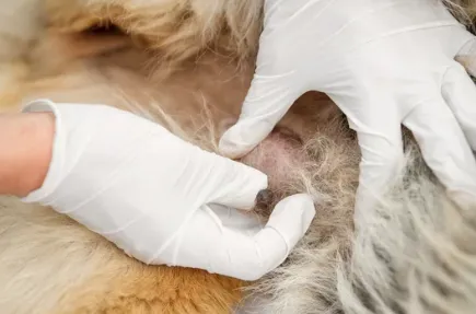 clinica di oncologia veterinaria roma