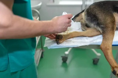 professionista oncologo veterinario