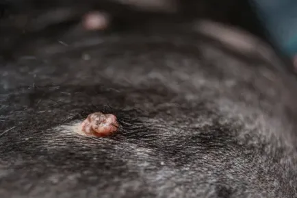 esempio di tumori cani