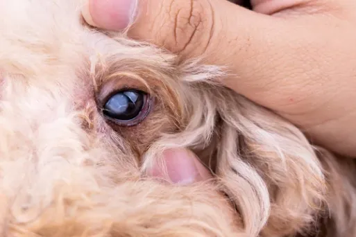 servizio di veterinario oculista roma