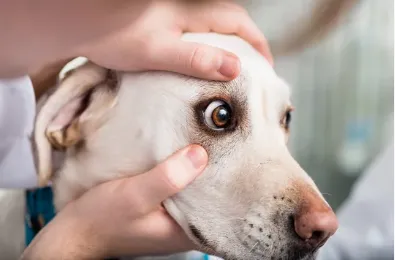 specialista veterinario oftalmologia