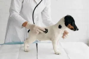 esempio di visita veterinaria
