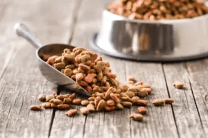 corretta alimentazione per cani