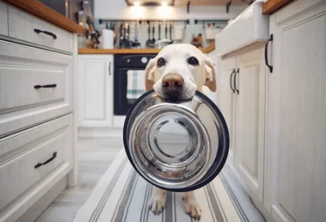 corretta alimentazione cani