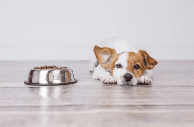 alimentazione epilessia cane