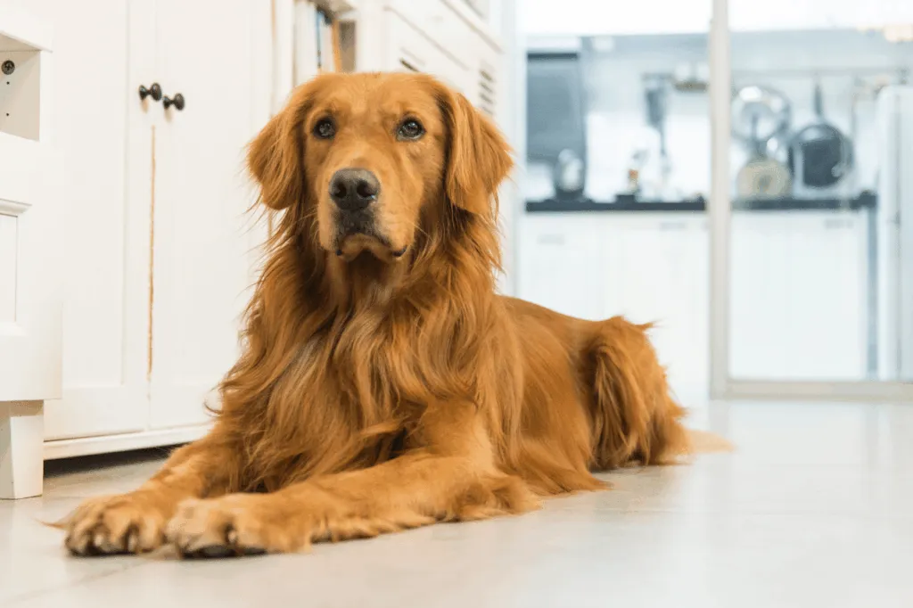 alimentazione golden retriever