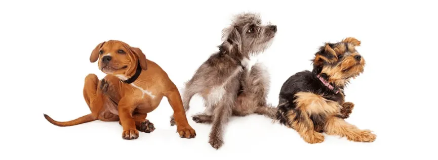 tipologie di allergie nel cane