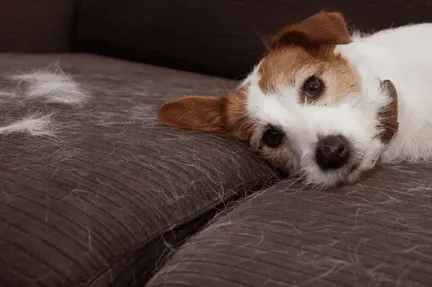 caso di allergia nel cane