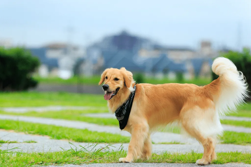 allevamenti di golden retriever