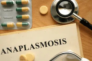 anaplasmosi canina