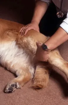 artrosi nel cane anziano