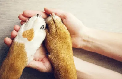assicurazione cane prezzi