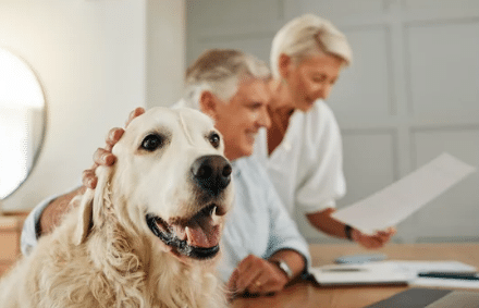 assicurazioni cani online