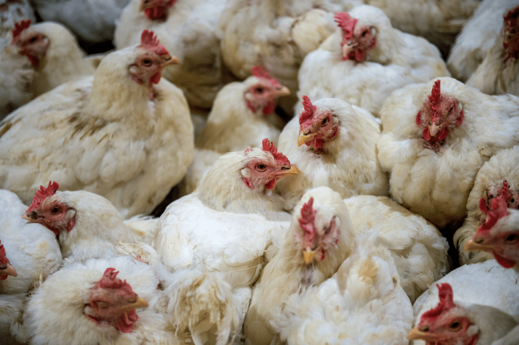 aviaria polli sintomi