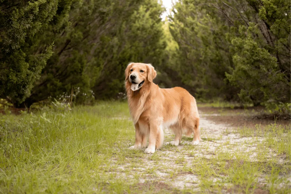 cane golden retriever
