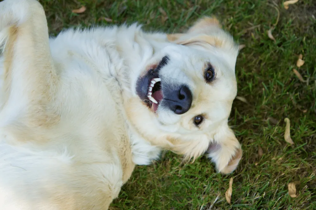 Golden retriever sdraiato sulla schiena sull'erba, con la bocca aperta