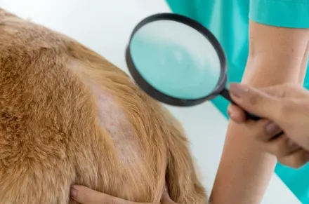 clinica dermatologica veterinaria