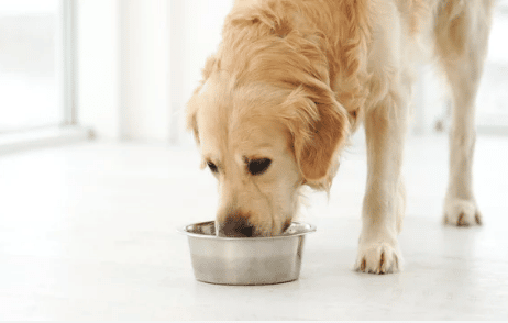 alimenti per cani