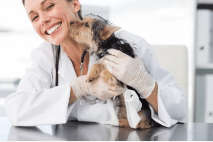 servizio di chirurgia veterinaria