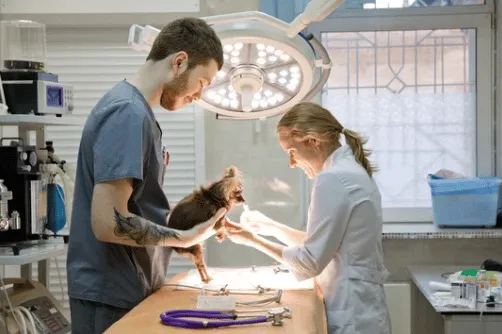 servizio di clinica veterinaria notturna