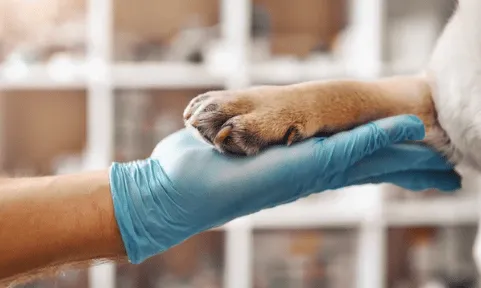 servizio h24 di clinica veterinaria