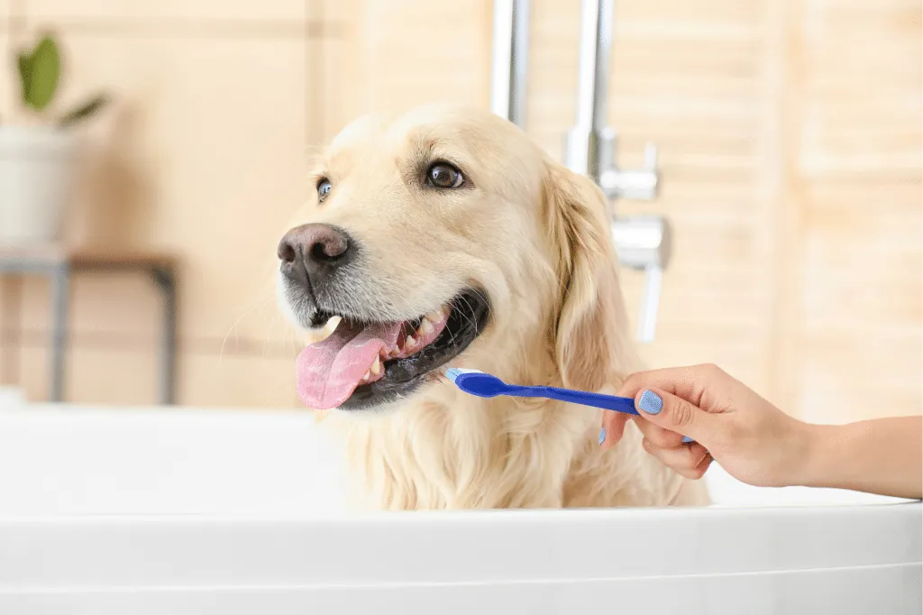 come pulire i denti ai cani