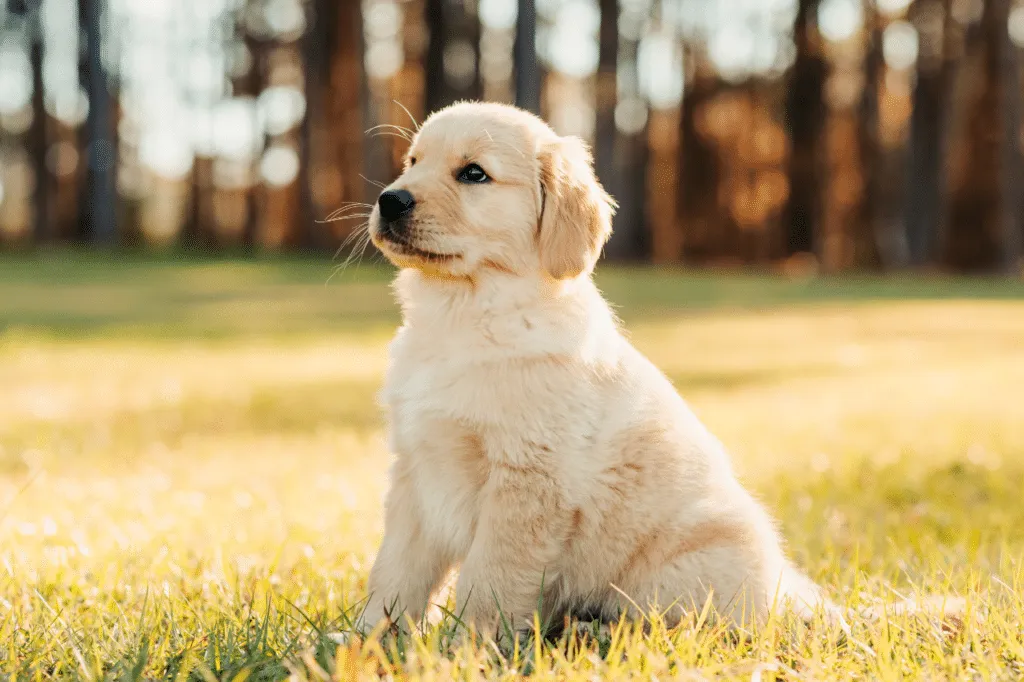 cucciolo golden retriever